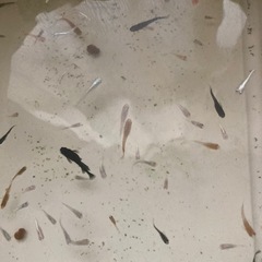 ミックスメダカの画像