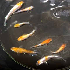 三色🌇体外光ロングフィン.メダカ若魚成魚【計⒏匹 】の画像