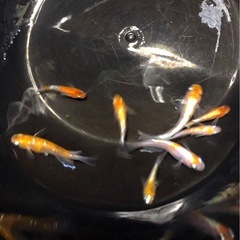 三色🌇体外光ロングフィン.メダカ若魚成魚【計⒏匹 】の画像