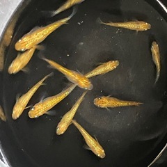 取引中　草餅（赤勝）めだか若魚12匹の画像