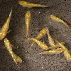 取引中　草餅（赤勝）めだか若魚12匹の画像