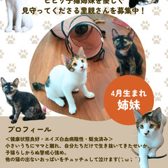 里親さん募集中。猫を幸せにしましょう。