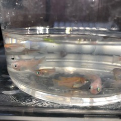 🍡雲州三色ダルマ🐟成魚若魚12匹+αの画像