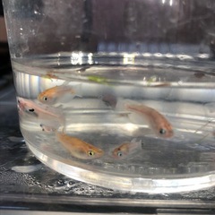 🍡雲州三色ダルマ🐟成魚若魚12匹+αの画像