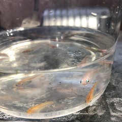 🍡雲州三色ダルマ🐟成魚若魚12匹+αの画像