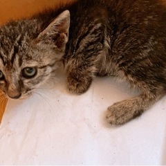 野良猫　生後2週間くらい？