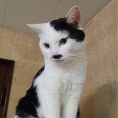 人懐っこい男の子