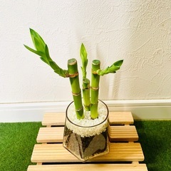 ミリオンバンブー　３本仕立て　観葉植物　ハイドロカルチャー　六角鉢　カラーグラスの画像