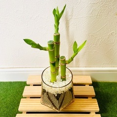 ミリオンバンブー　３本仕立て　観葉植物　ハイドロカルチャー　六角鉢　カラーグラスの画像