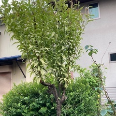 ハナモモの画像