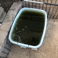 メダカの餌　ワムシ　針子に稚魚にの画像