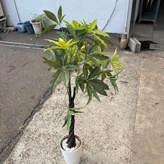 ダミー観葉植物の画像