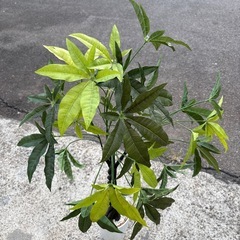 ダミー観葉植物の画像