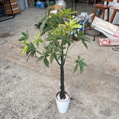 ダミー観葉植物の画像
