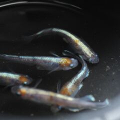 取引中　菊銀美人　めだか　幼魚　選外20匹の画像
