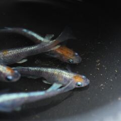 取引中　菊銀美人　めだか　幼魚　選外20匹の画像