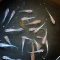 取引中　菊銀美人　めだか　幼魚　選外20匹の画像