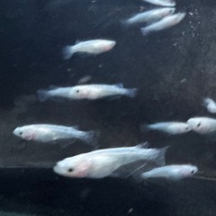 スノーホワイトの画像