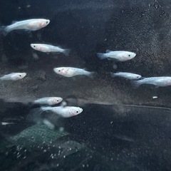 スノーホワイトの画像