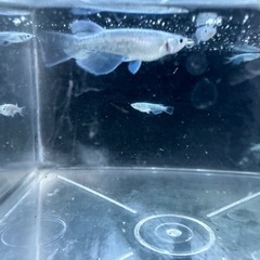 龍尾の画像
