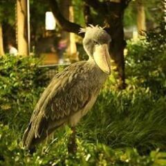 35～55才 ナイト動物園♪ ～1人参加～【上野】💖