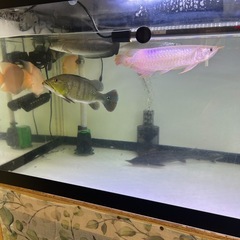 古代魚の画像