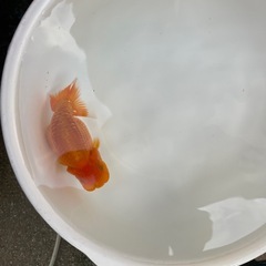 🐟当歳ランチュウ🐟の画像