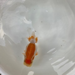 🐟当歳ランチュウ🐟の画像