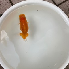 🐟当歳ランチュウ🐟の画像