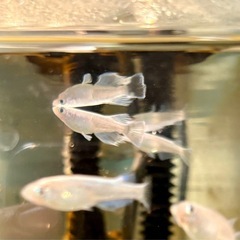 メダカ　 マリアージュ　若魚　10匹　花魁　紅華錦の画像