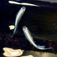 メダカ　 マリアージュ　若魚　10匹　花魁　紅華錦の画像