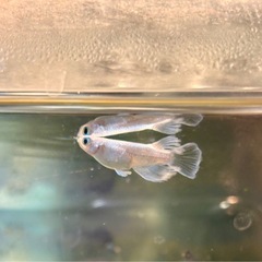 メダカ　 マリアージュ　若魚　10匹　花魁　紅華錦の画像
