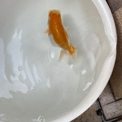 🐟当歳ランチュウ🐟の画像