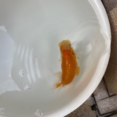 🐟当歳ランチュウ🐟の画像