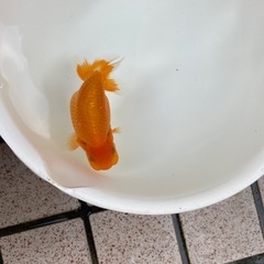🐟当歳ランチュウ🐟の画像