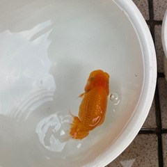 🐟当歳ランチュウ🐟の画像