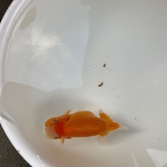 🐟当歳ランチュウ🐟の画像