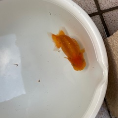 🐟当歳ランチュウ🐟の画像