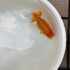 🐟当歳ランチュウ🐟の画像