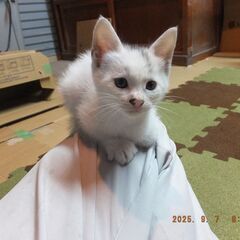 生後2ヶ月の子猫です。