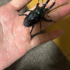 ニジイロクワガタ超光沢紫紺ピカール大型ペアの画像