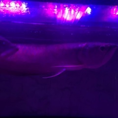 シルバーアロワナの画像