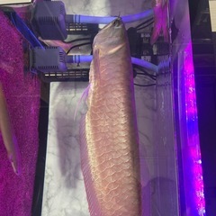 シルバーアロワナの画像