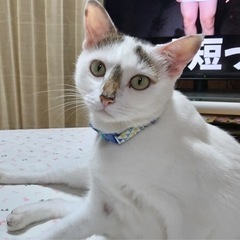 この子を大切な家族として迎えてくださる方を探しています。