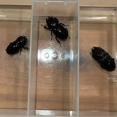 取引中　ヒラタクワガタペアワイルドの画像