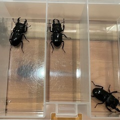 取引中　ヒラタクワガタペアワイルドの画像