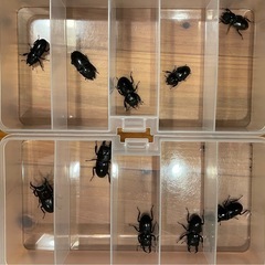 取引中　ヒラタクワガタペアワイルドの画像