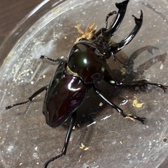 ニジイロクワガタ超光沢紫紺ピカール大型ペアの画像