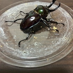 ニジイロクワガタ超光沢紫紺ピカール大型ペアの画像