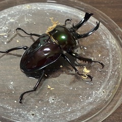 ニジイロクワガタ超光沢紫紺ピカール大型ペアの画像